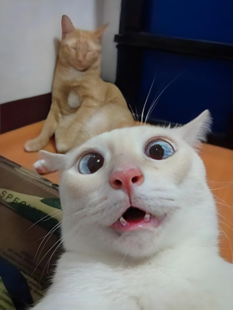 meme há mồm 8