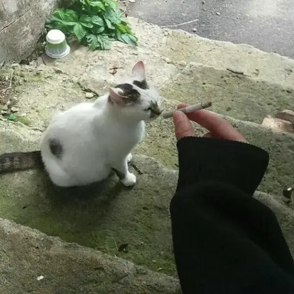 meme hút thuốc 11