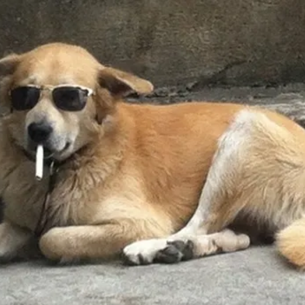 meme hút thuốc 14