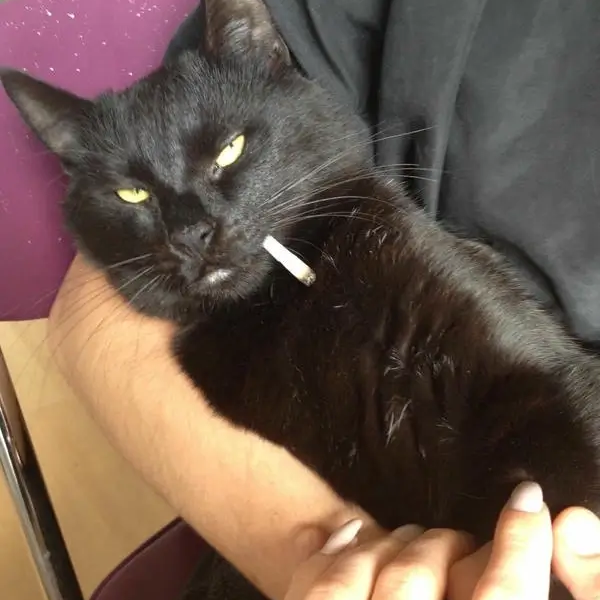 meme hút thuốc 15