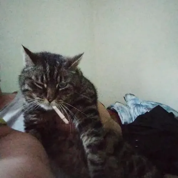 meme hút thuốc 16