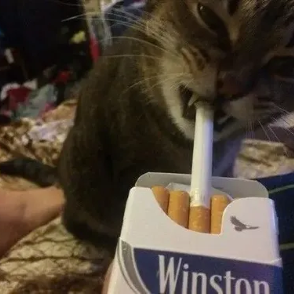 meme hút thuốc 21