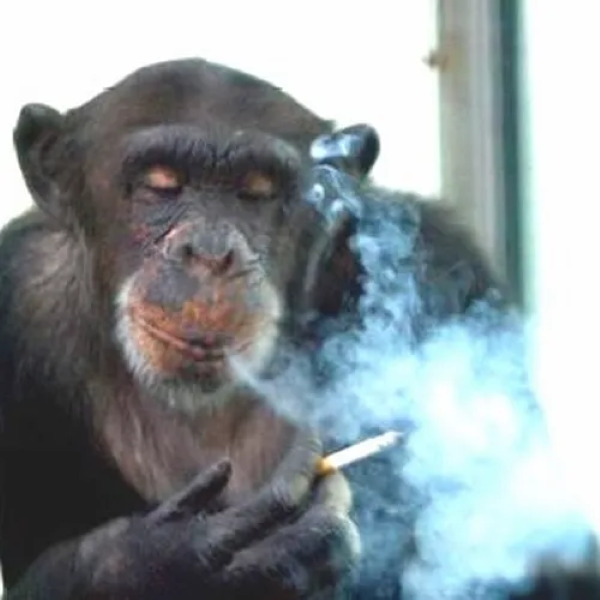 meme hút thuốc 25