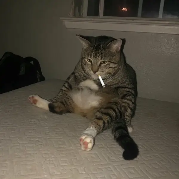 meme hút thuốc 35