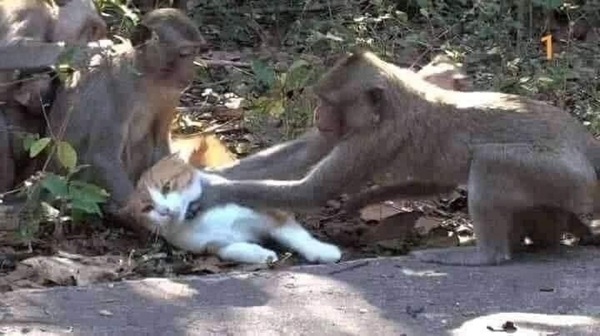 meme khỉ bóp cổ mèo