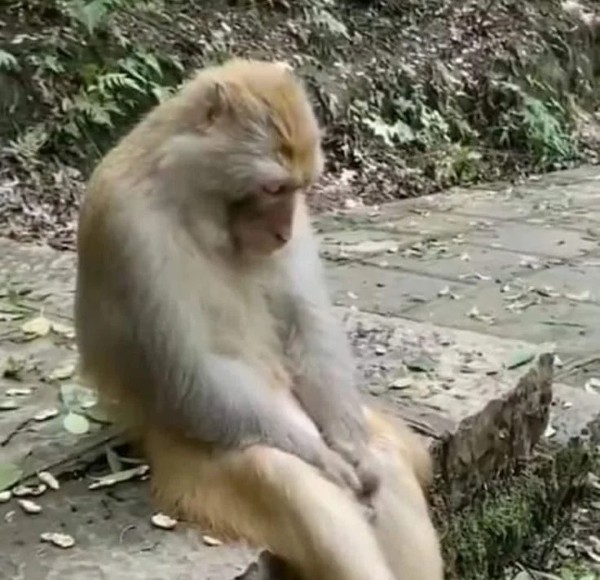 meme khỉ suy nghĩ 14