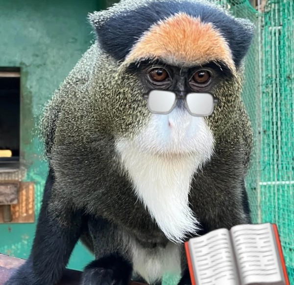 meme khỉ suy nghĩ 22
