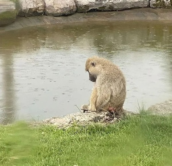 meme khỉ suy nghĩ 4