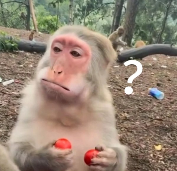 meme khỉ thắc mắc