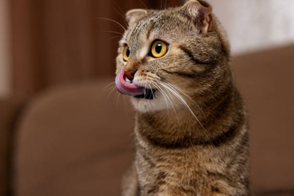 Portrait of a domestic purebred cat. Close-up