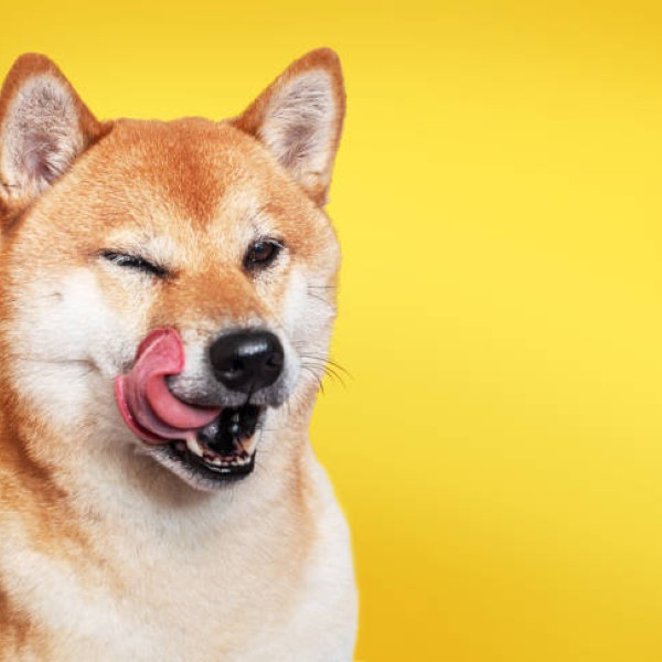 Portrait of Shiba Inu dog licking its face on yellow background.