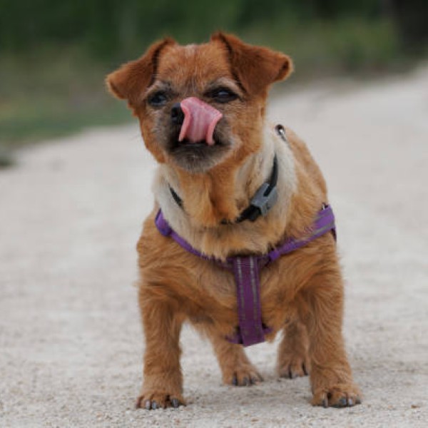 Nami the dog on the road licking her lips, Lorcha, Spain