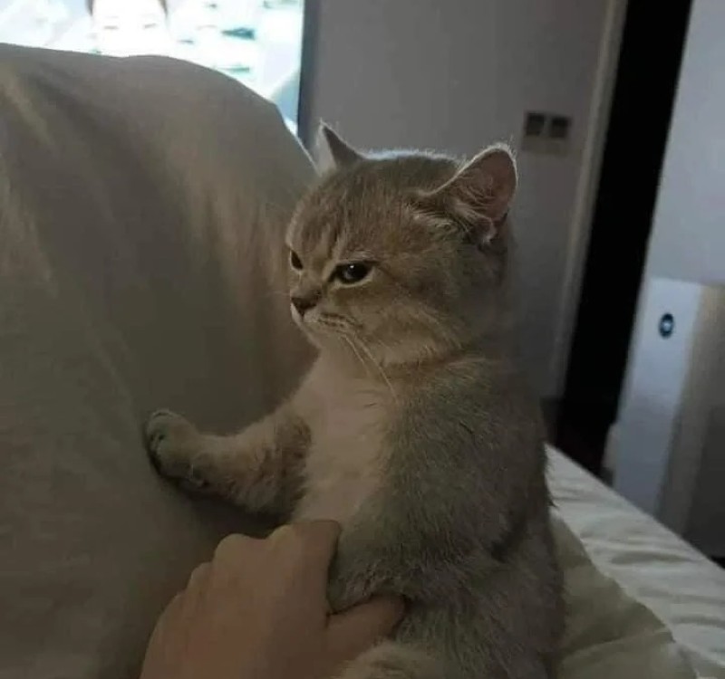 meme lườm 14 meme lườm 14