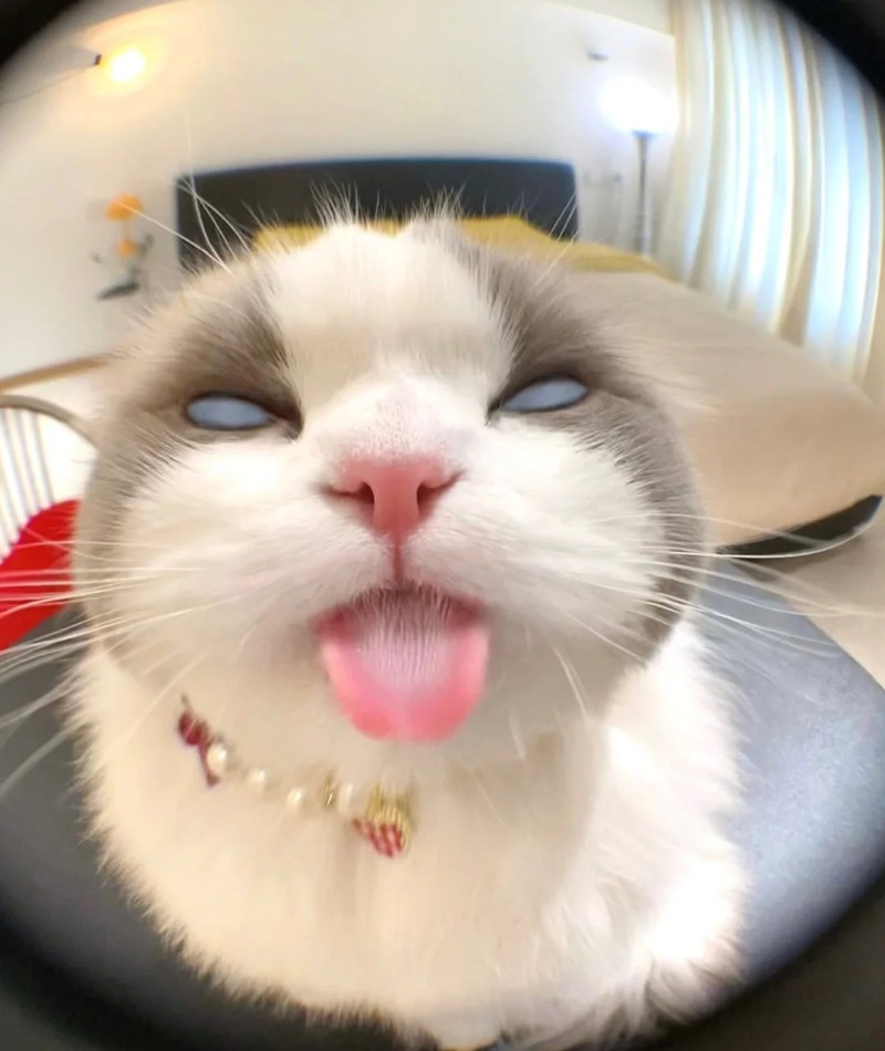meme lườm 25 meme lườm 25