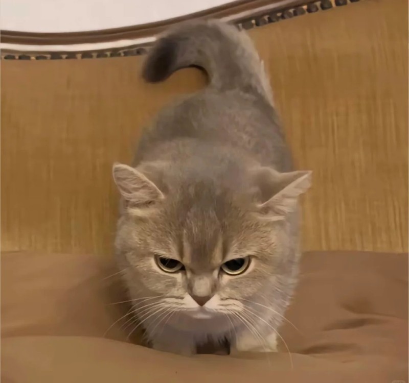 meme lườm 27 meme lườm 27