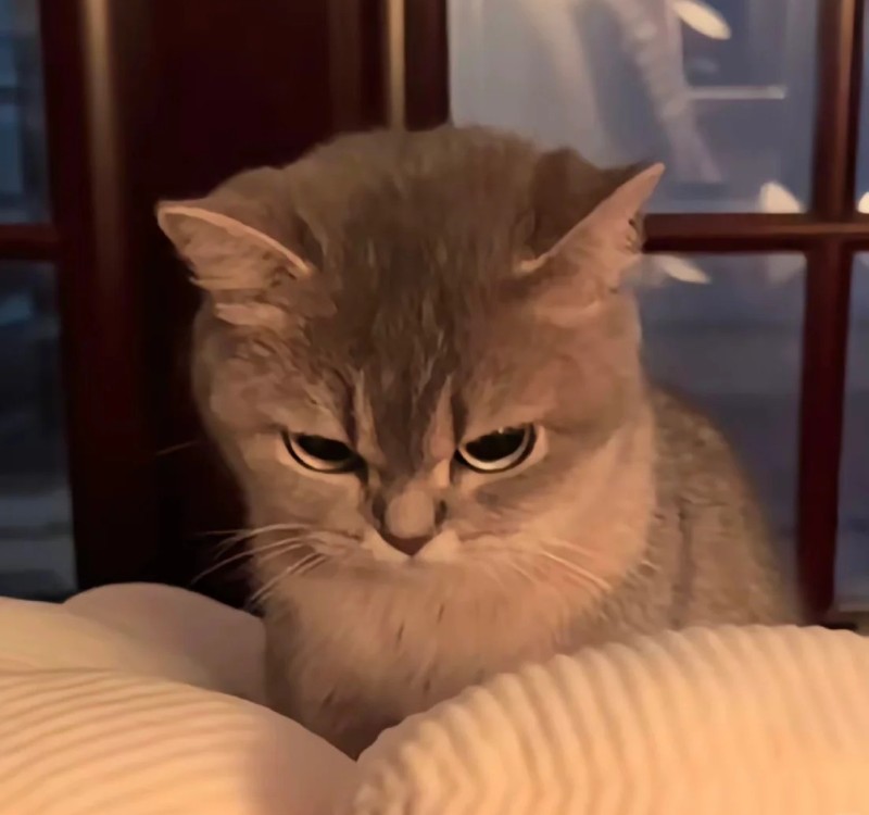 meme lườm 29 meme lườm 29