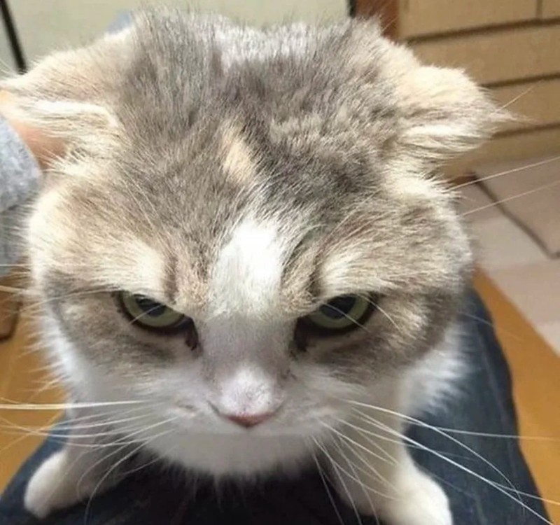 meme lườm 36 meme lườm 36