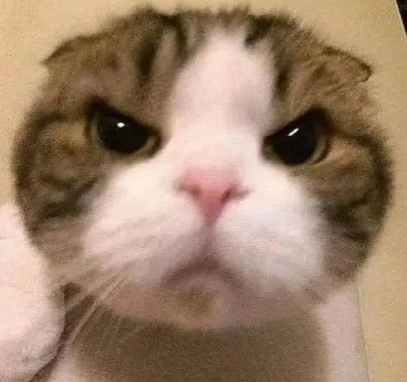 meme lườm 37 meme lườm 37
