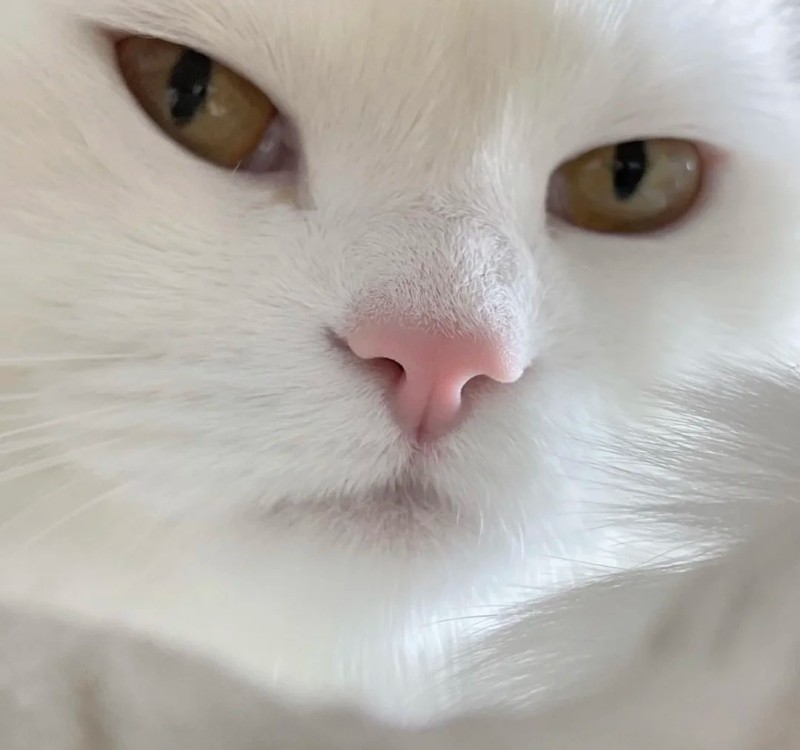 meme lườm mắt meme lườm mắt