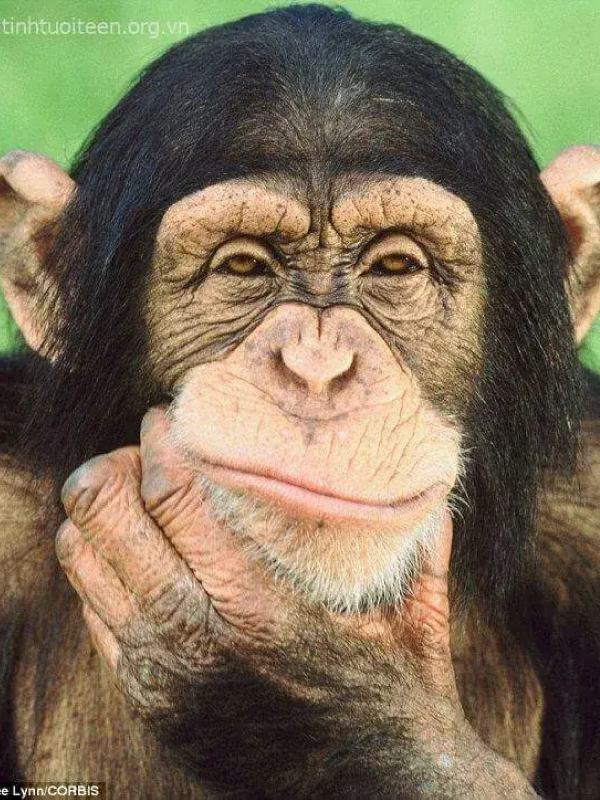 meme mặt gian xảo 12