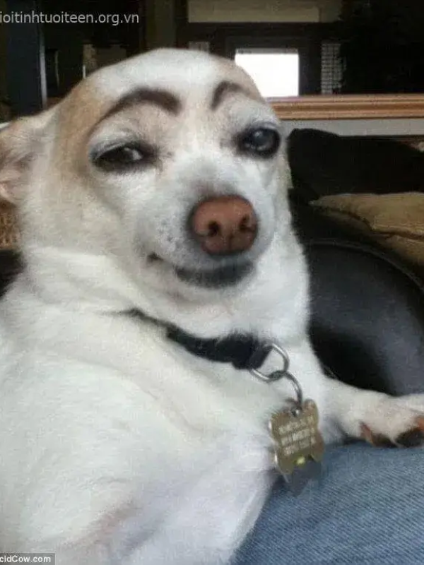 meme mặt gian xảo 13