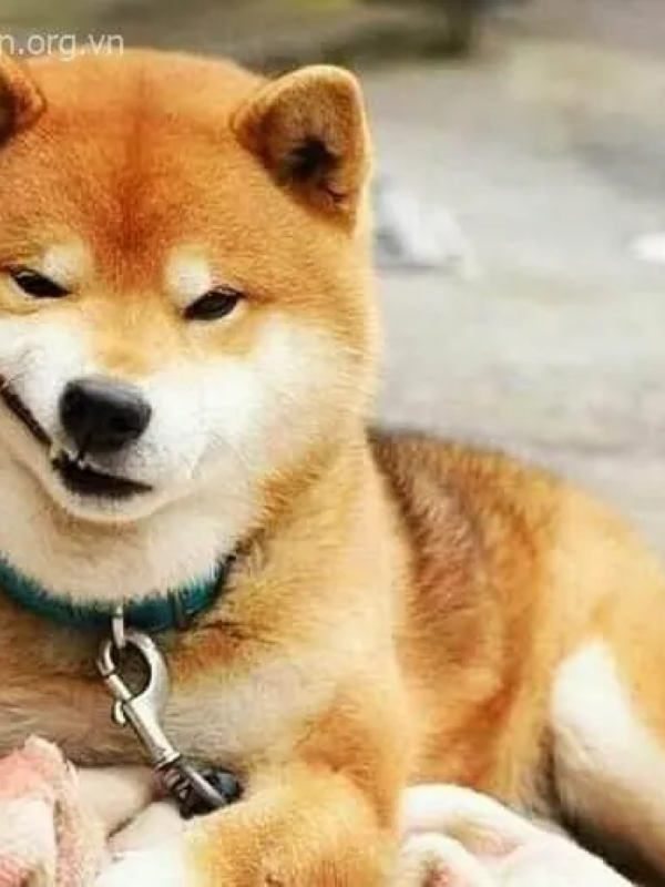 meme mặt gian xảo 14