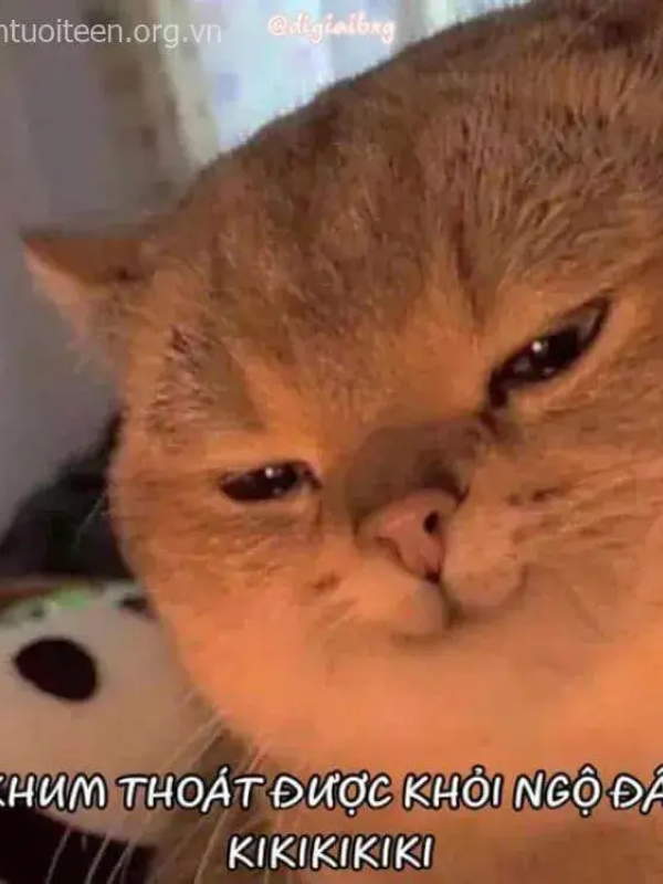 meme mặt gian xảo 18