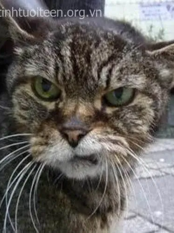 meme mặt gian xảo 19