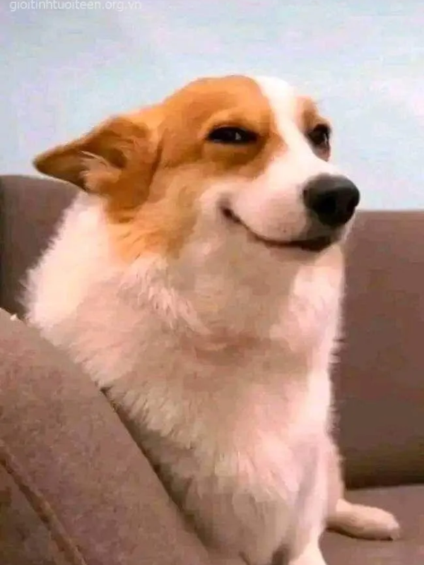 meme mặt gian xảo 22