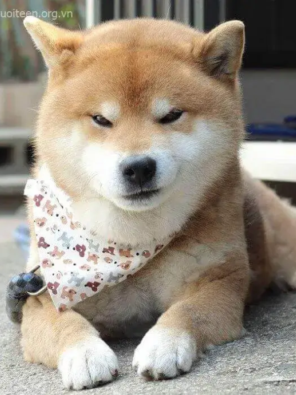 meme mặt gian xảo 23