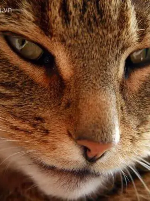 meme mặt gian xảo 26