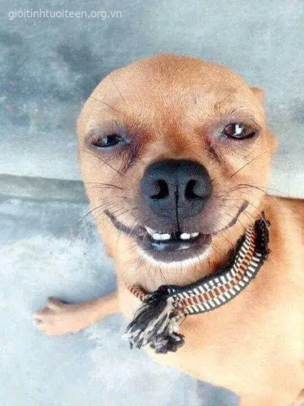 meme mặt gian xảo 27