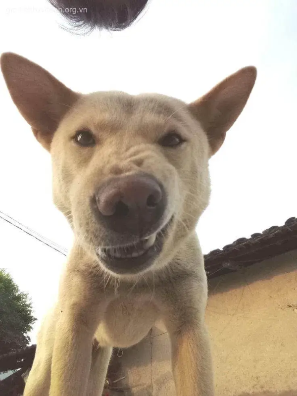 meme mặt gian xảo 30