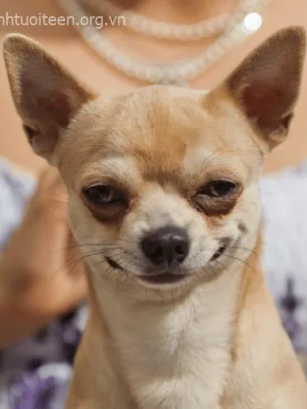 meme mặt gian xảo 42