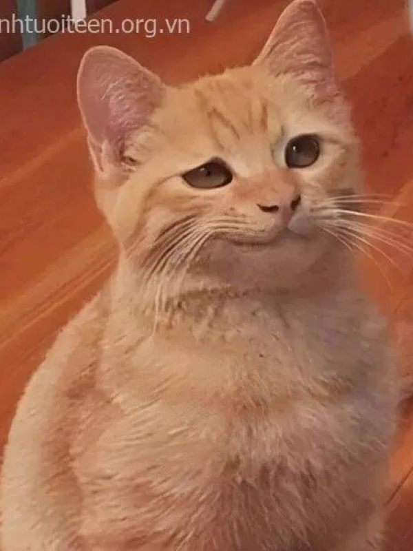 meme mặt gian xảo 45