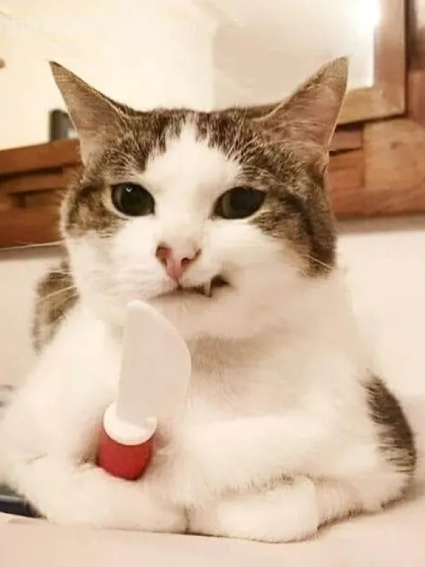 meme mặt gian xảo 47