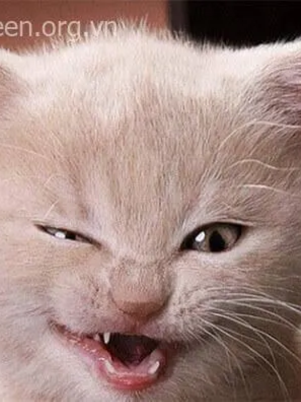 meme mặt gian xảo 9