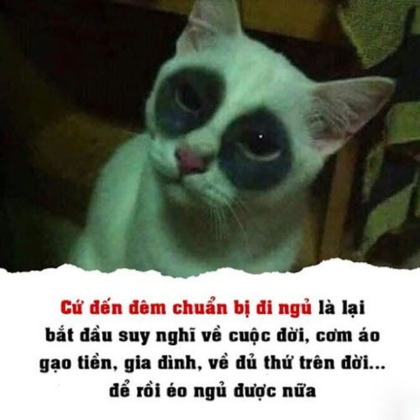 meme mắt thâm 29