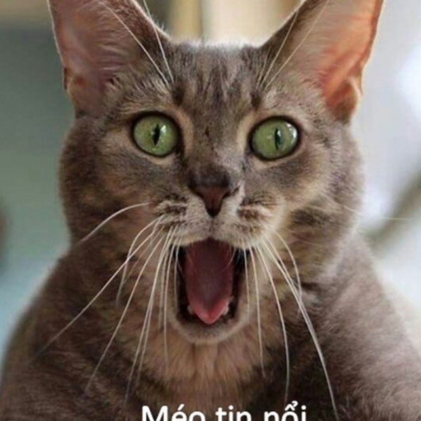 meme mèo bất ngờ 11