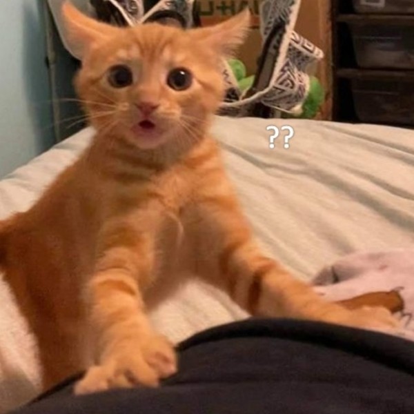 meme mèo bất ngờ 12