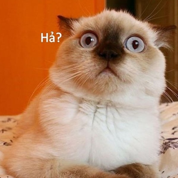 meme mèo bất ngờ 13