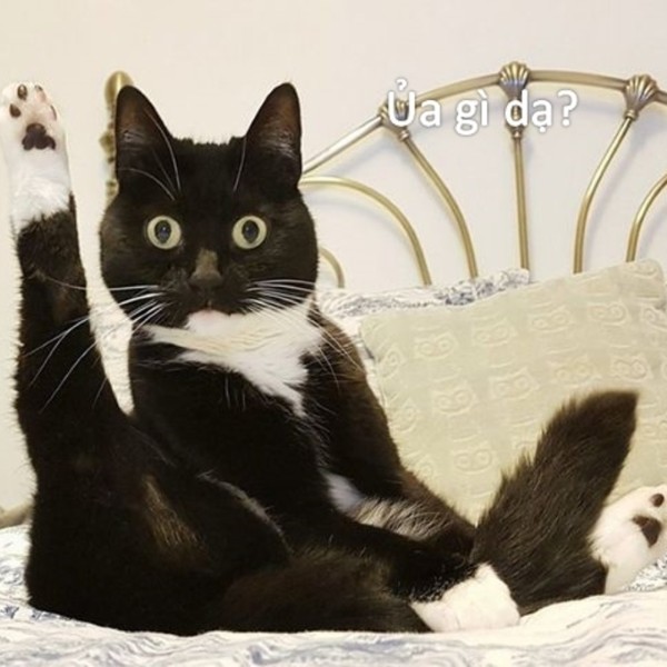 meme mèo bất ngờ 14