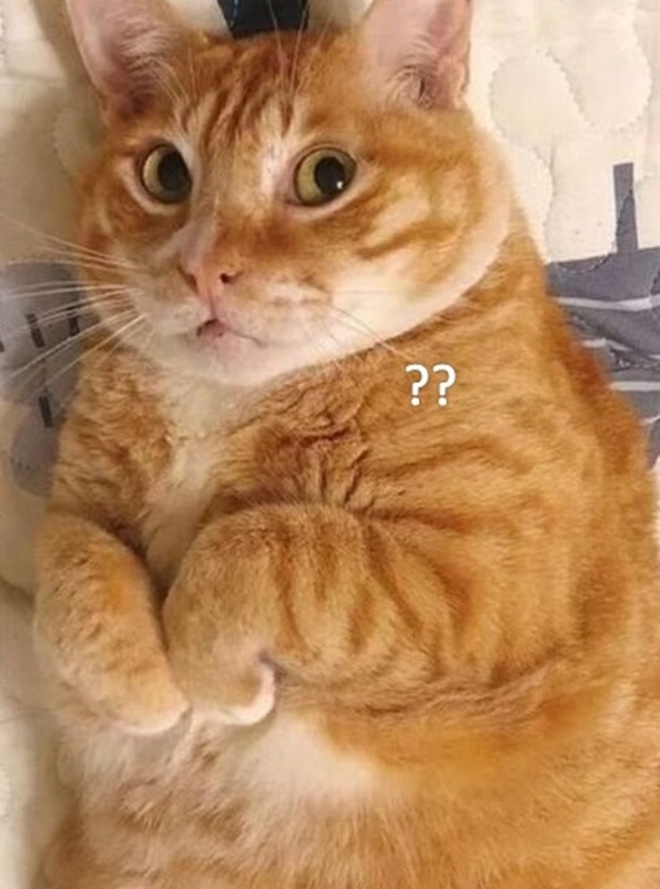 meme mèo bất ngờ 16
