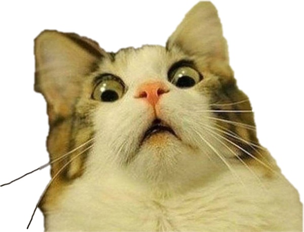 meme mèo bất ngờ 17