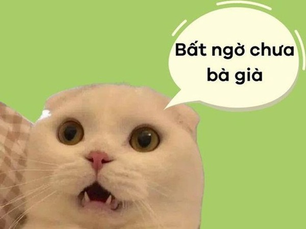 meme mèo bất ngờ 2