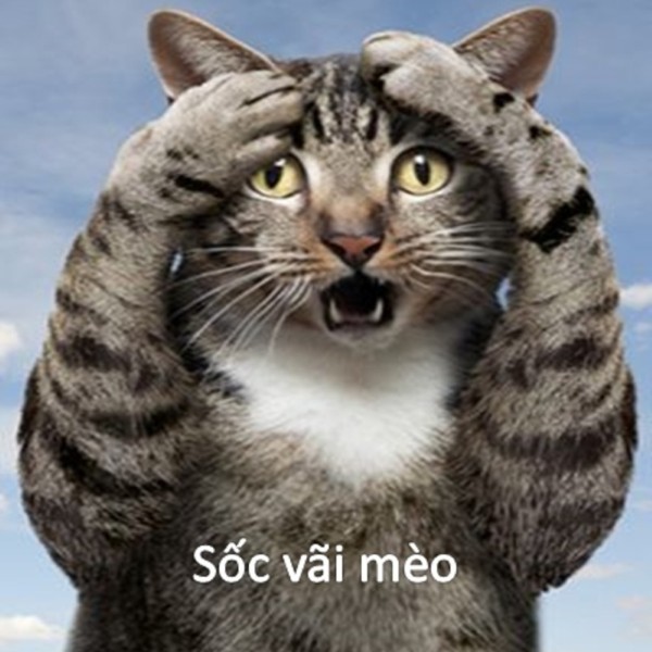 meme mèo bất ngờ 24