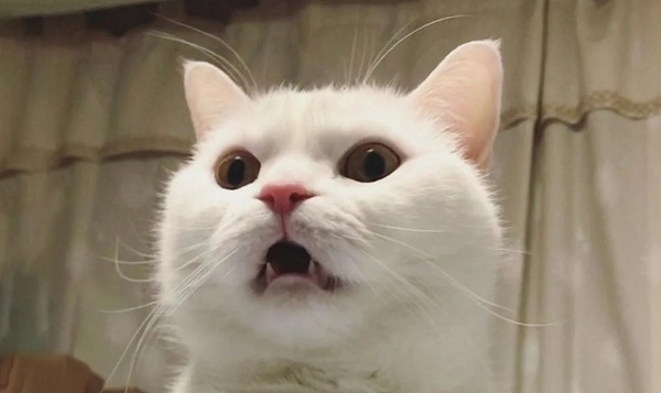 meme mèo bất ngờ 25