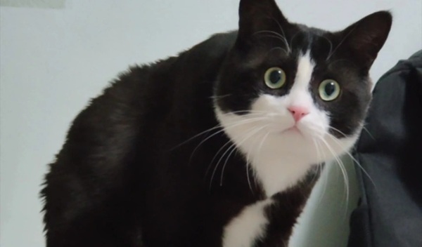 meme mèo bất ngờ 26