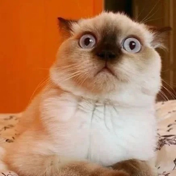 meme mèo bất ngờ 27