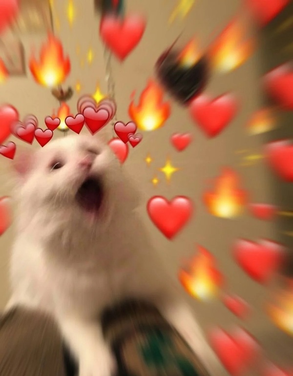 meme mèo bất ngờ 28